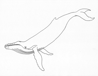 teotw-humpback-whale-puzzle-a